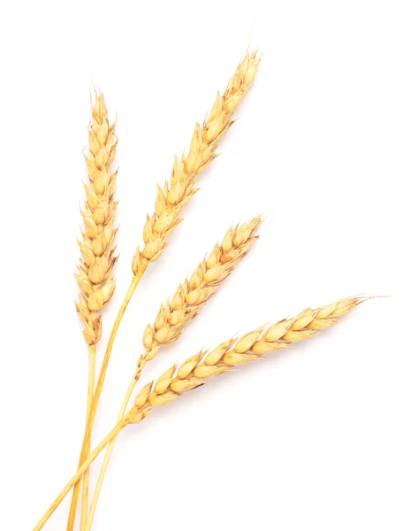 Golden wheat — Stock Photo, Image