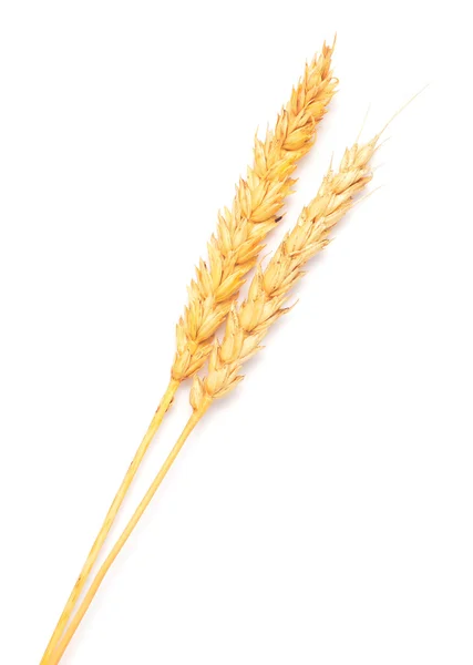 Buğday kulaklar — Stok fotoğraf