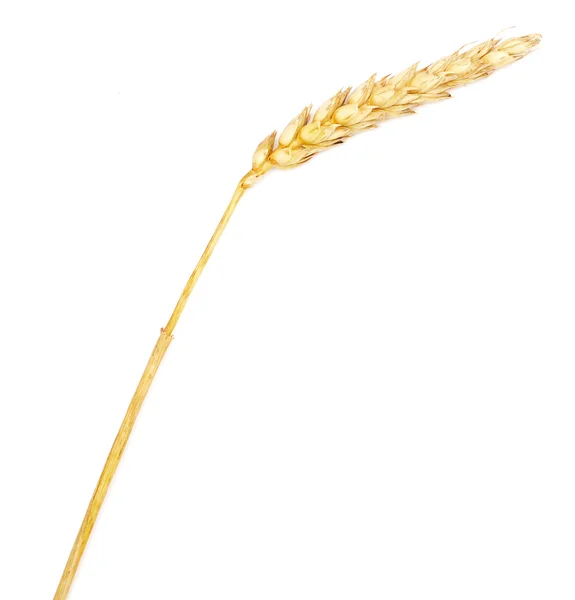 Wheat ear — Stock Photo, Image