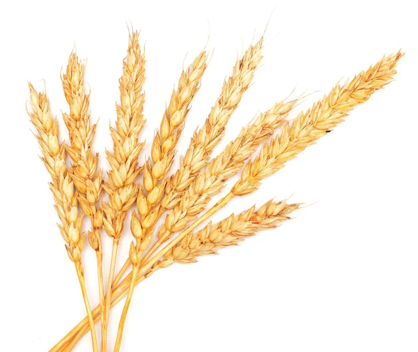 Wheat — Stock Photo, Image