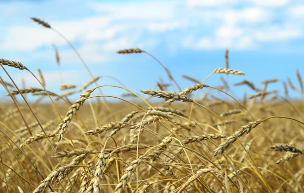 Wheat field — Stock Photo, Image