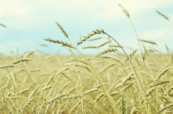 Wheat field — Stock Photo, Image