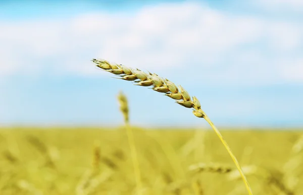 Wheat — Stock Photo, Image