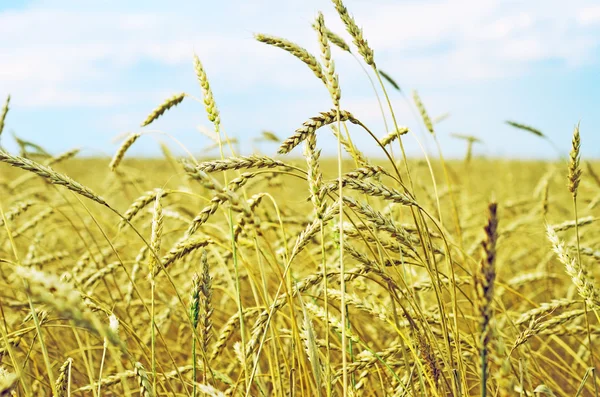 Wheat field — Stock Photo, Image