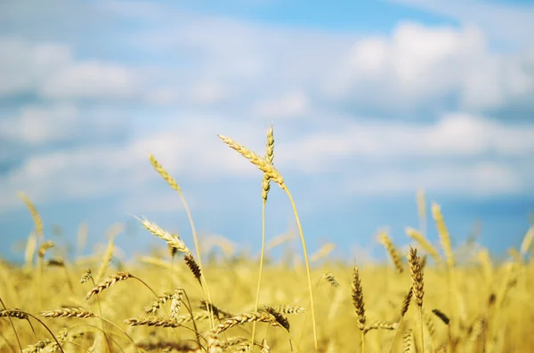 Wheat filed — Stock Photo, Image