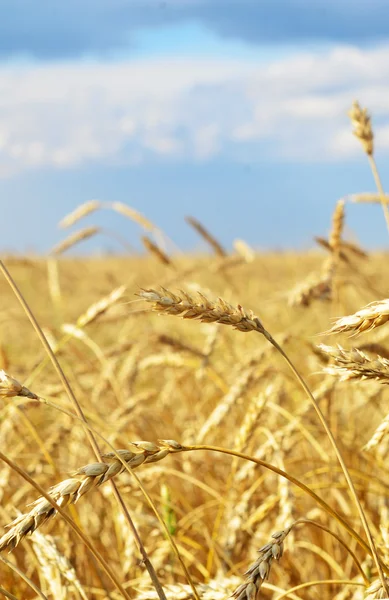 Wheat filed — Stock Photo, Image