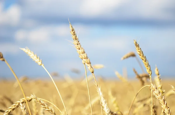 Ripe wheat — Stock Photo, Image