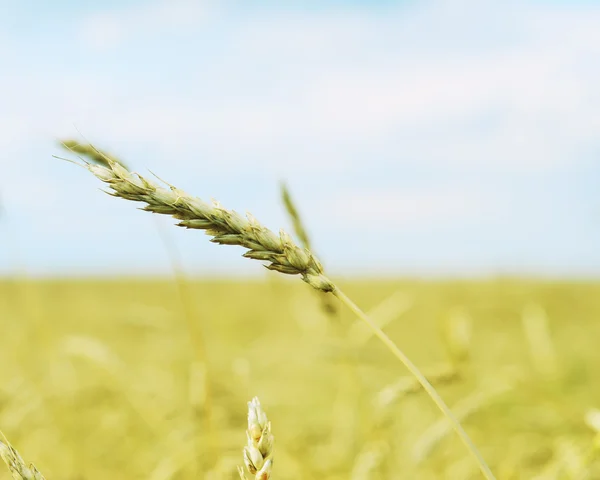Wheat ear — Stock Photo, Image