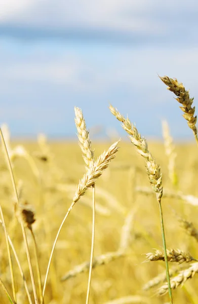 Wheat field — Stock Photo, Image