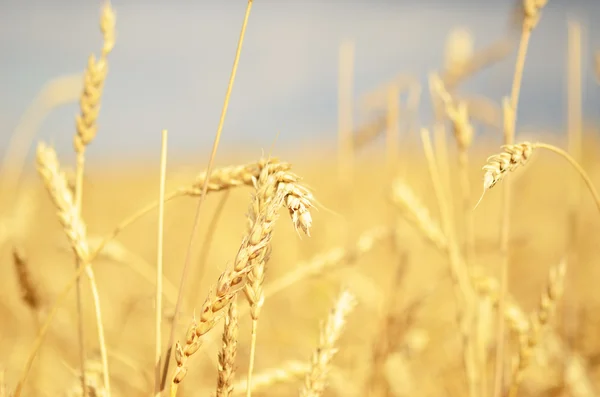 Wheat field — Stock Photo, Image