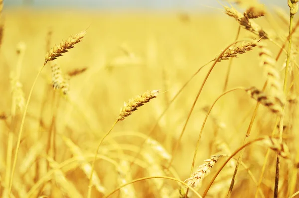 Wheat field — Stock Photo, Image