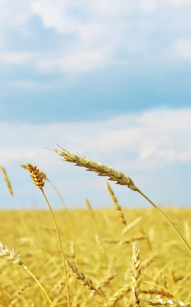 Wheat field — Stock Photo, Image