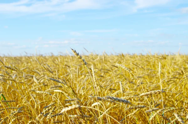 Wheat field — Stock Photo, Image