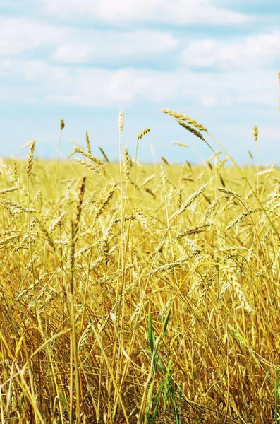 Wheat field — Stock Photo, Image