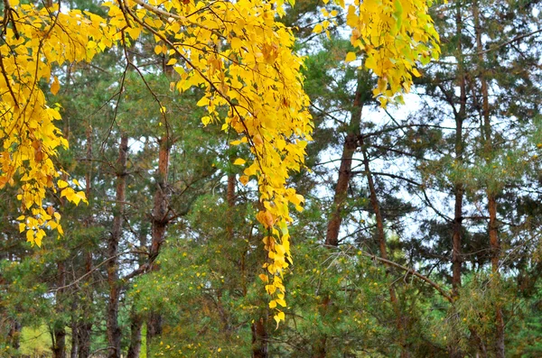 Березовая ветвь — стоковое фото