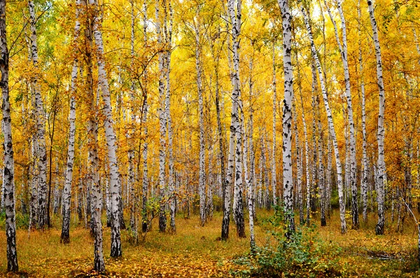 Syksyn metsä — kuvapankkivalokuva