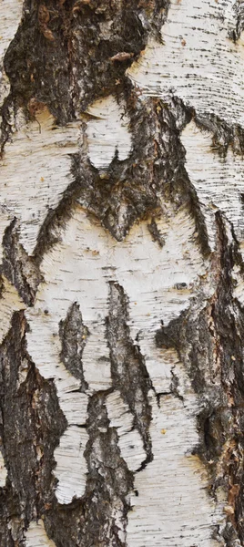 Birch bark — Stock Photo, Image