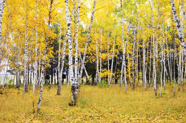 Bosque de otoño — Foto de Stock