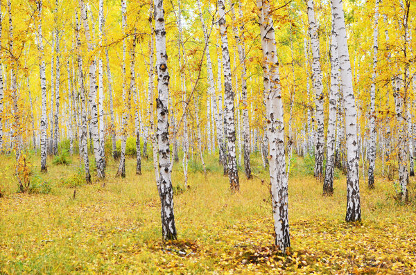 осенний лес