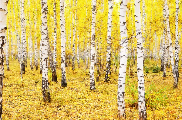 Herfstbos — Stockfoto