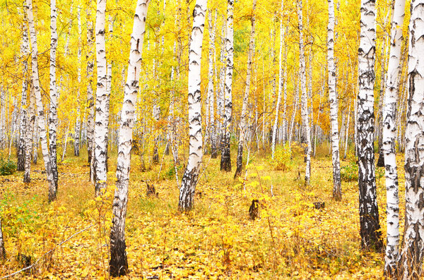 осенний лес