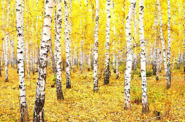 осенний лес