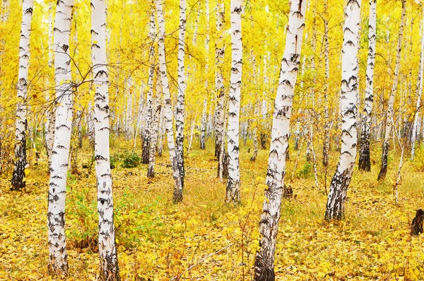 Birch forest — Stock Photo, Image