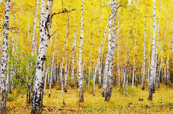 白樺の森 — ストック写真