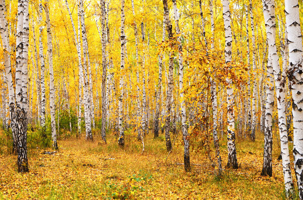 осенний лес