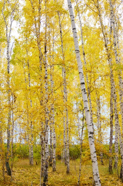 Herfstbos — Stockfoto