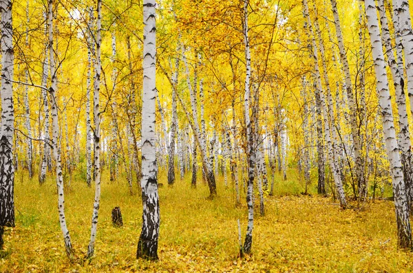 Bosque de abedul — Foto de Stock