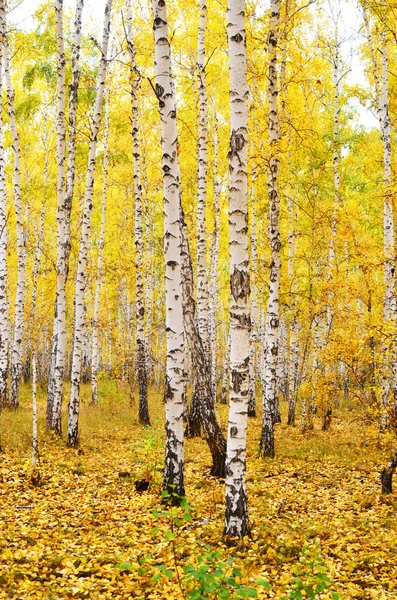 Autumn forest — Stock Photo, Image