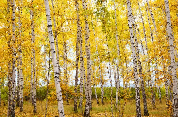 Autumn forest — Stock Photo, Image