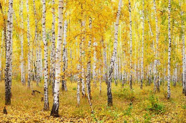 Autumn forest — Stock Photo, Image