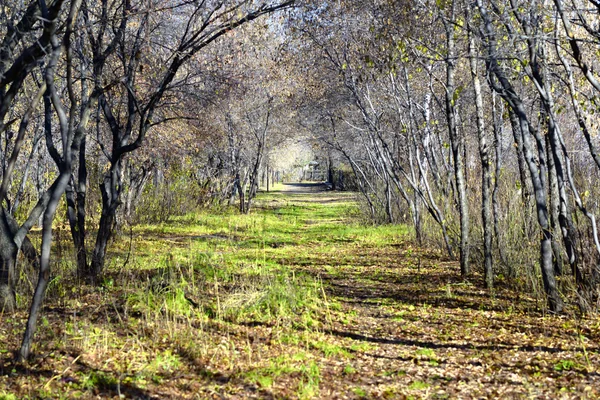 Осенняя арка — стоковое фото