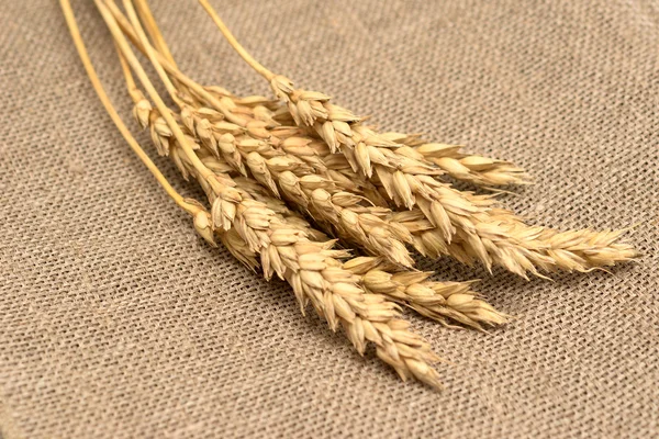 buğday