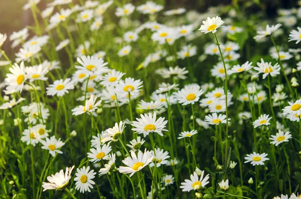 Camomiles — Stock fotografie