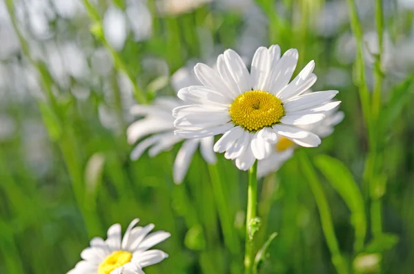 Camomiles — Stock fotografie