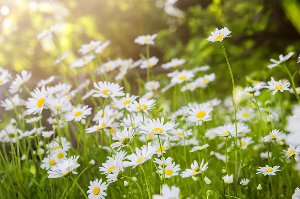 Camomiles — Stock fotografie