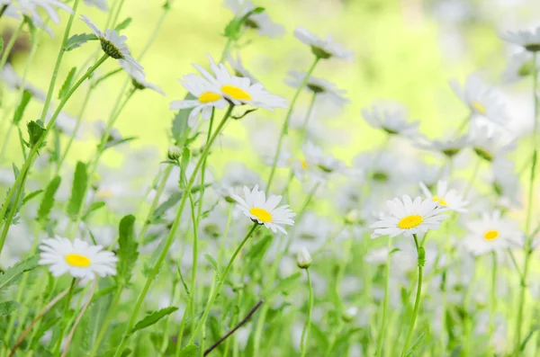 Camomiles — Stock fotografie