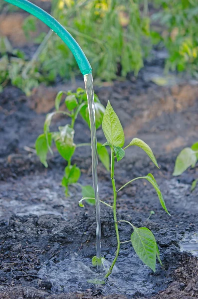 Watering — Stock Photo, Image