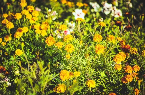 Flores — Fotografia de Stock