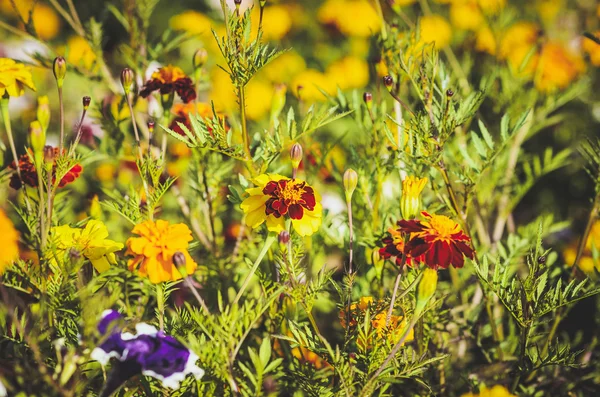 Blumen — Stockfoto