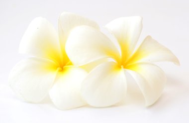 Frangipani çiçekler