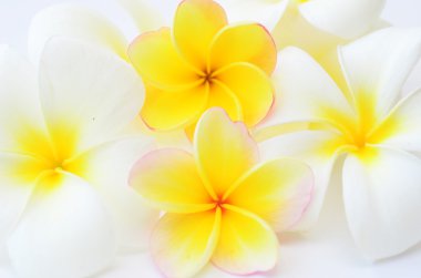 Frangipani çiçekler