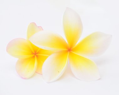 Frangipani