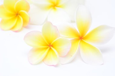 Frangipani