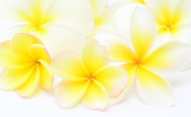 Frangipani