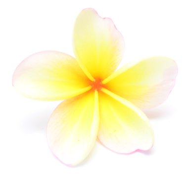 Frangipani