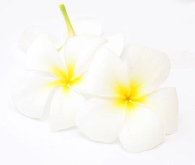Frangipani